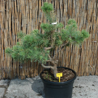 Pinus sylvestris ÔAureaÔ.jpg