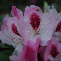 Nový sortiment rododendronů a azalek